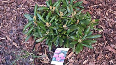 Image may contain: plant, nature and outdoor